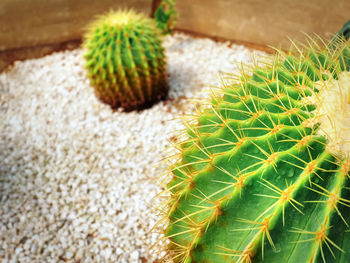 Close-up golden barrel cactus with selective focus