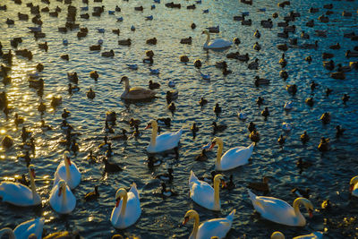 High angle view of seagulls floating on lake