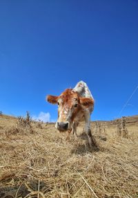 Cow on field against clear blue sky