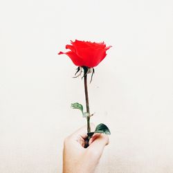 Close-up of hand holding red flower against white background