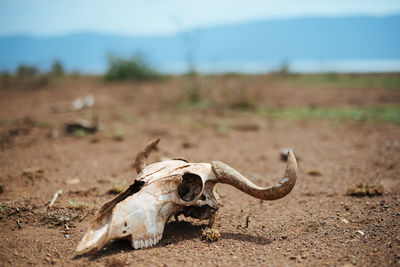 View of animal skull on land