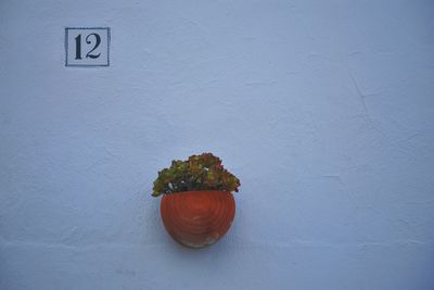 Potted plant mounted on white wall