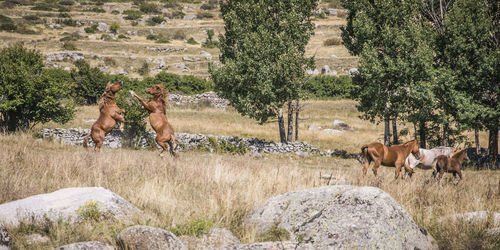 Horses on field