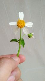 Hand holding small flower in pot
