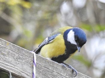 Close-up of bird perching outdoors