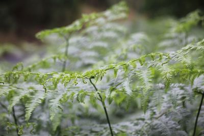 Close-up of fern leaves on field