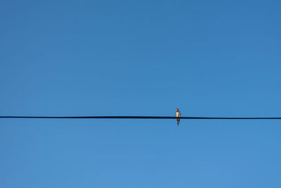 Low angle view of bird perching on cable