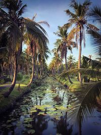 Scenic view of palm trees against sky