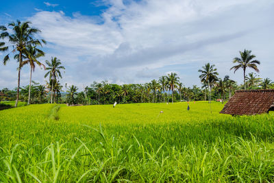 Scenic view of agricultural field against sky