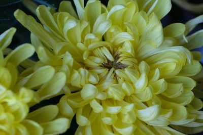 Close-up of yellow dahlia flowers