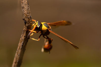 Close-up of insect on twig