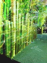Full frame shot of bamboo plants