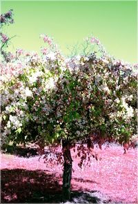 Pink flowers on tree
