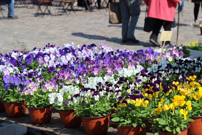 High angle view of flower pots for sale at market stall in hakaniemen tori