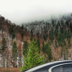 Panoramic view of trees in forest against sky