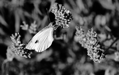 Close-up of butterfly on plant