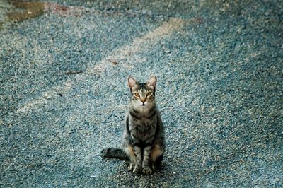 Portrait of cat sitting on street