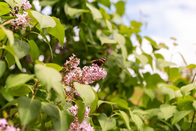 Close-up of butterfly pollinating on flower