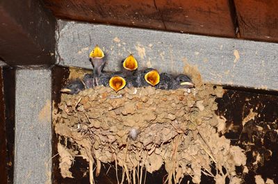 High angle view of various fruits on wood