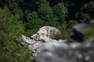 Close-up of lichen on rock