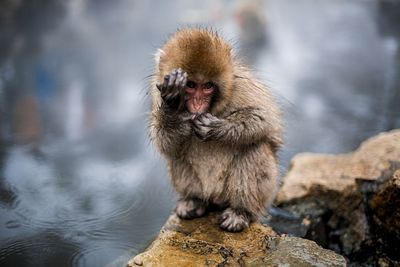 Portrait of japanese macaque on rock by hot spring
