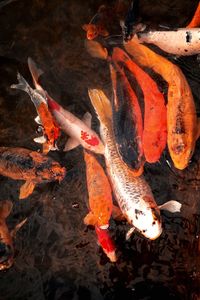 Koi fish in ponds