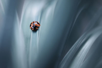 High angle view of ladybug on leaf