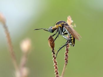 Close-up of insect on plant