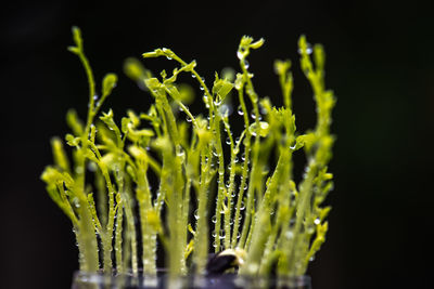 Close-up of wet plant against black background