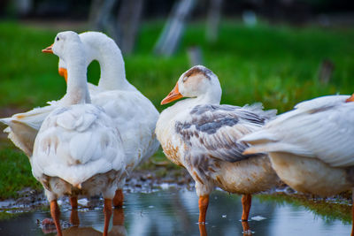 Domestic duck and gray chinese goose enjoying