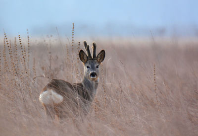 Deer looking at camera