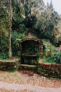 View of trees in park