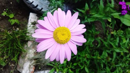 High angle view of pink flower