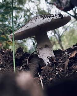 Close-up of mushroom on field