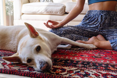 Dog sleeping on the carpet while her owner meditating and burning sage