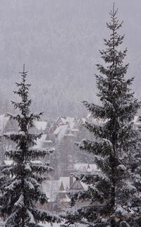 Digital composite image of snow covered tree