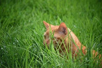 Close-up of cat on field