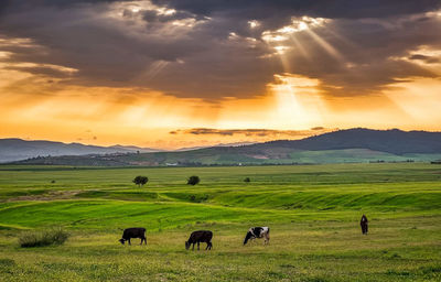 Horses grazing in a field