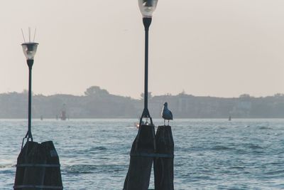 Seagull perching on street light against sea