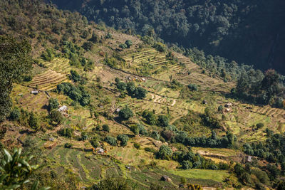 High angle view of trees on landscape