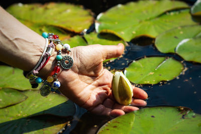 Close-up of hand holding lotus water lily