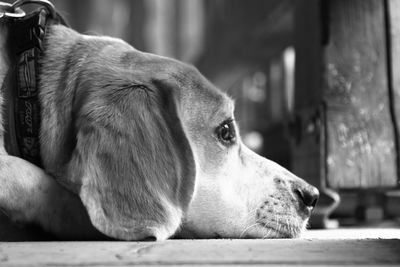 Close-up of dog looking away