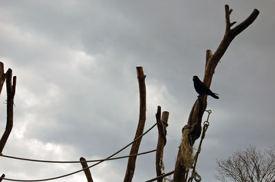 Low angle view of bare tree against sky