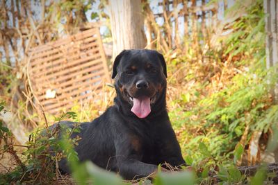 Close-up of black dog sitting outdoors