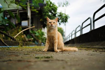 Portrait of cat sitting outdoors