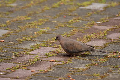 High angle view of duck on street