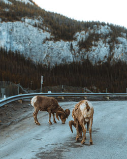 Horses in a snow