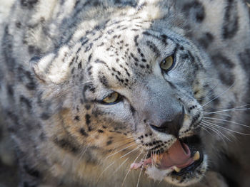Close-up portrait of snow leopard