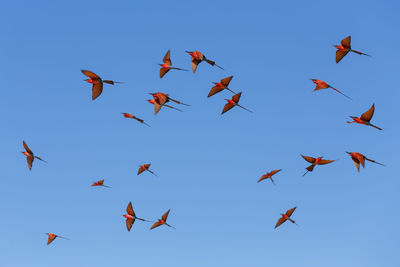 Low angle view of birds flying in the sky