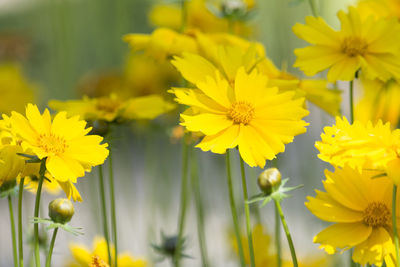 Close-up of yellow cosmos flowers